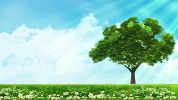 唯美绿草小树-4K