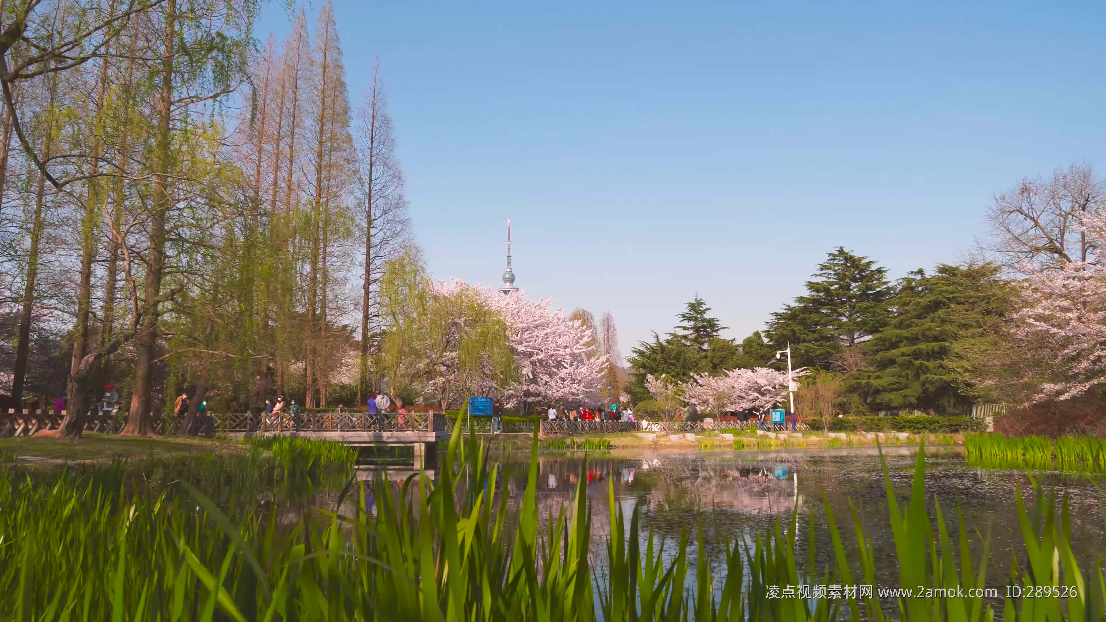 公园春天的樱花林图片 - 免费可商用图片 - CC0素材网