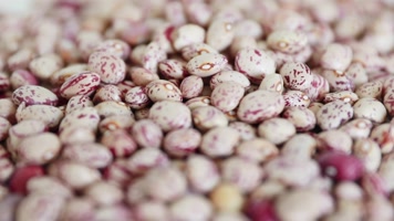 原创实拍芸豆视频