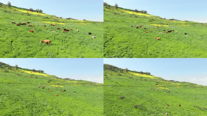 山坡放牧，牛吃草