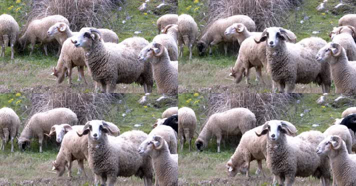 放牧，羊群