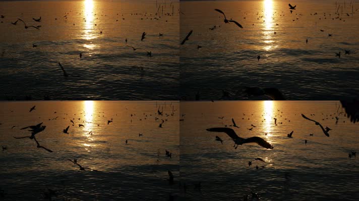 海上，日出，飞鸟