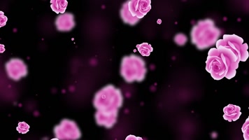 梦幻紫色康乃馨屏幕背景视频