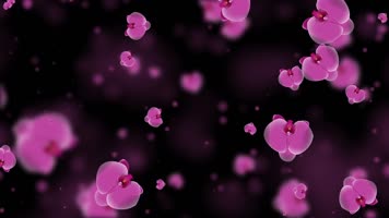 唯美兰花粒子背景视频