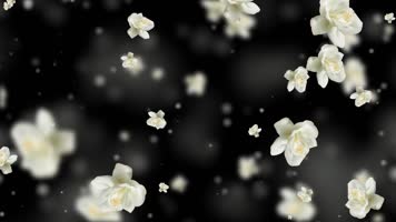 唯美白色茉莉花粒子背景视频 唯美白色茉莉花粒子背景视频