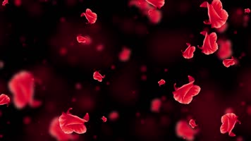 唯美红色杜鹃花粒子背景视频 唯美红色杜鹃花粒子背景视频