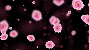 唯美山茶花粒子背景视频 唯美山茶花粒子背景视频