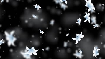 梦幻白色百合屏幕背景视频