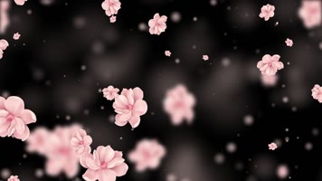 梦幻迎春花屏幕背景视频