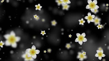 唯美鸡蛋花粒子背景视频 唯美鸡蛋花粒子背景视频