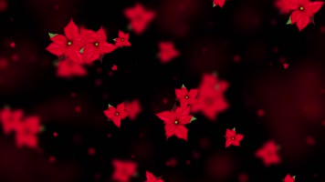 梦幻一品红屏幕背景视频