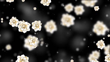 梦幻鲜艳栀子花屏幕背景视频