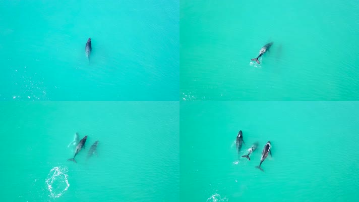 大海海豚游泳