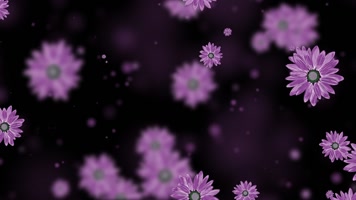 梦幻紫罗兰丝网花屏幕背景视频