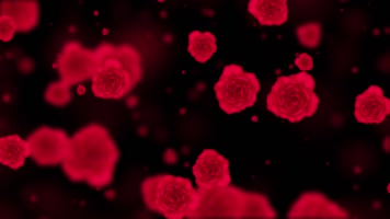 唯美玫瑰花粒子背景视频 唯美玫瑰花粒子背景视频