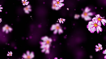 梦幻紫色格桑花屏幕背景视频