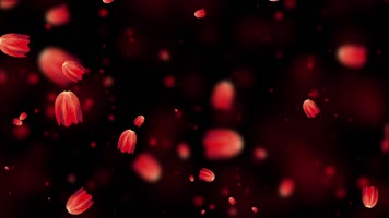 梦幻郁金香屏幕背景视频