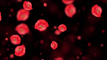 梦幻虞美人屏幕背景视频