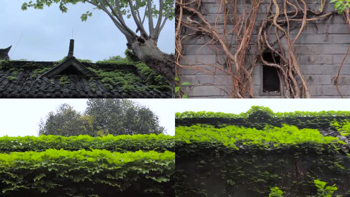 路边老墙爬山虎春天树叶角落灯饰传统装饰