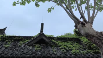 路边老墙爬山虎春天树叶角落灯饰传统装饰