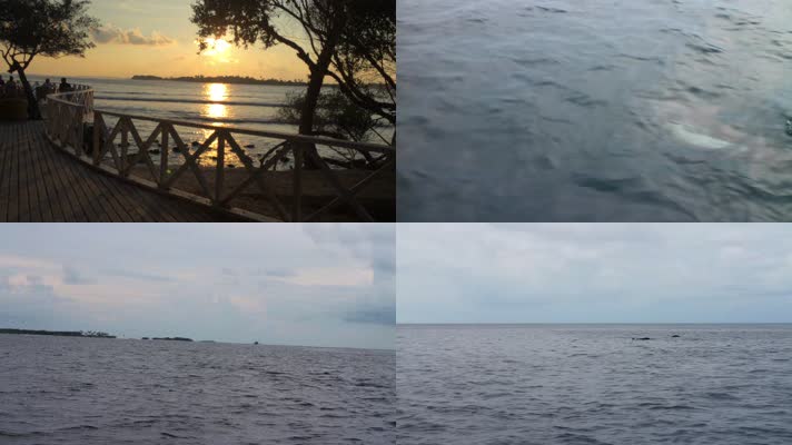 快艇近距离接触野生海豚马尔代夫海滩夕阳沙
