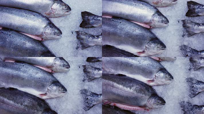 【4K】冰冻海鲜，批发市场鱼