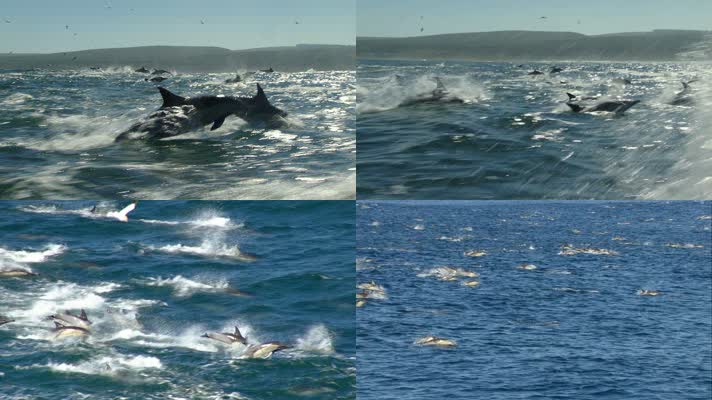 大批海豚在海面跳跃 寓意 大气 磅礴