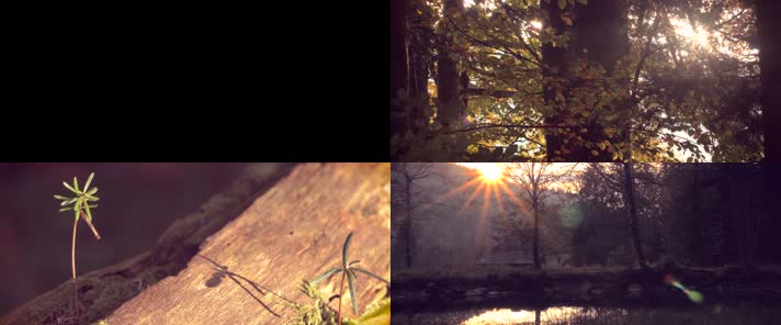 大森林慢镜头实拍素材