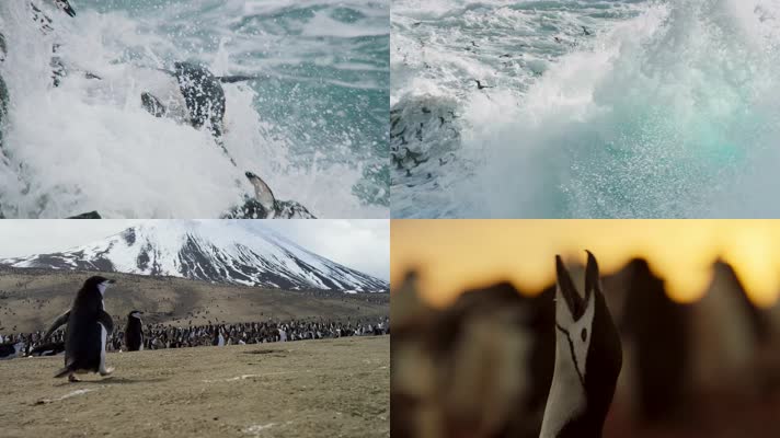 南极圈自然风光企鹅家园
