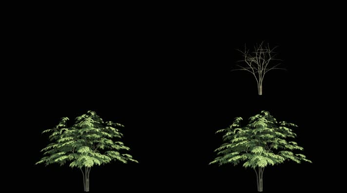 原创树木生长05-透明通道