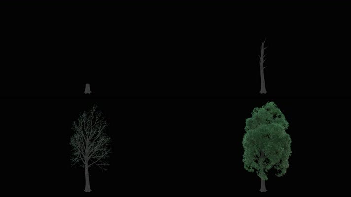 【透明通道】4K真实质感树木生长