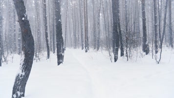 森林下雪徒步前行慢镜头 森林下雪徒步前行慢镜头