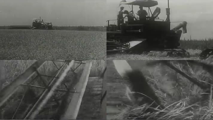 50年代国营农场收割粮食
