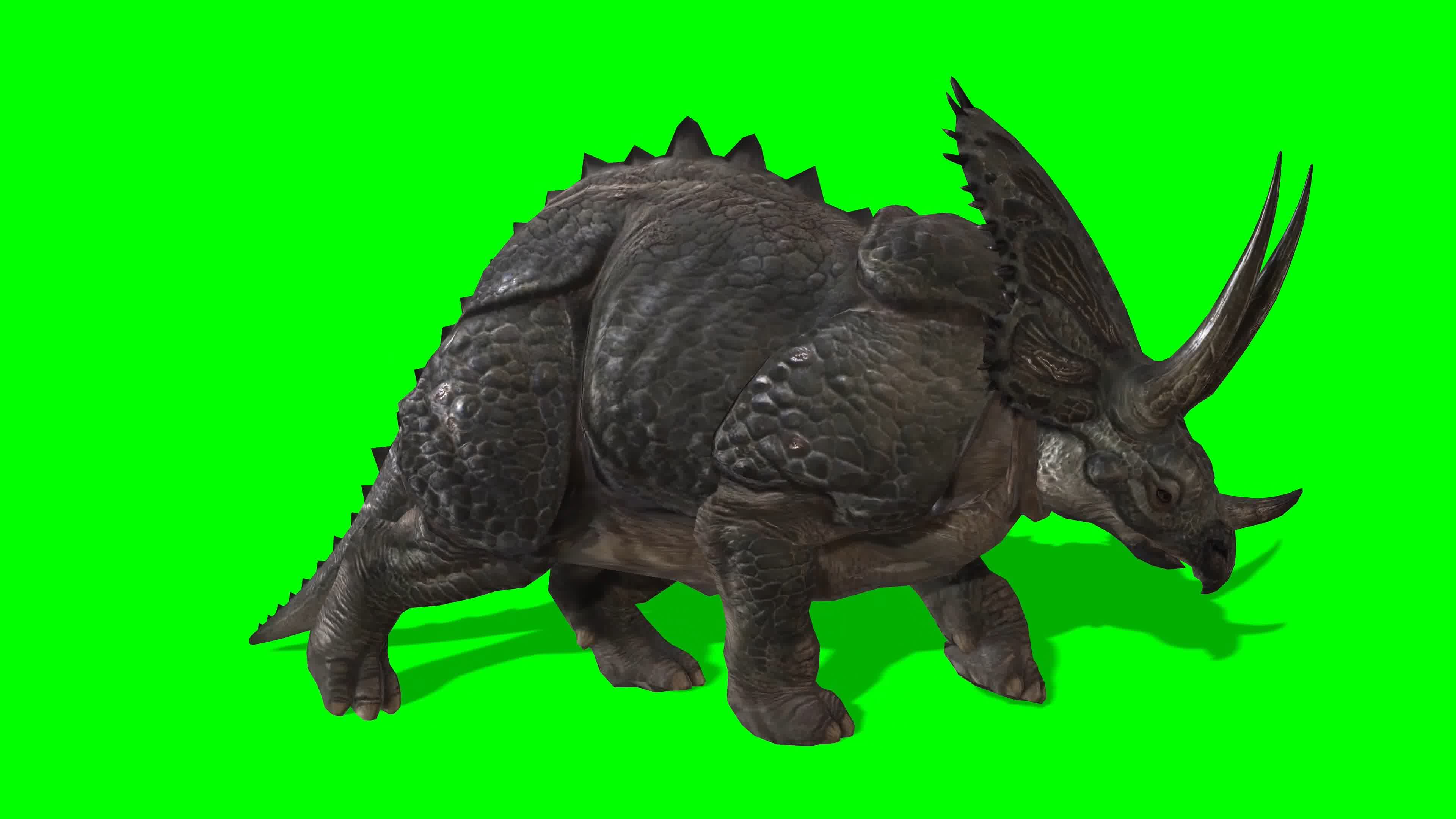 三角龙，多角度 ，前侧背面顶拍