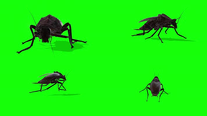 蟑螂多视角，侧前后顶拍