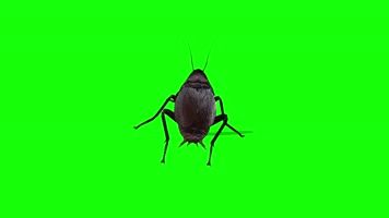 蟑螂多视角，侧前后顶拍
