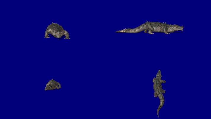 鳄鱼多视角，前侧后顶拍