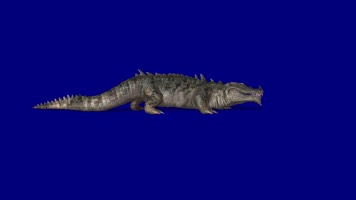 鳄鱼多视角，前侧后顶拍