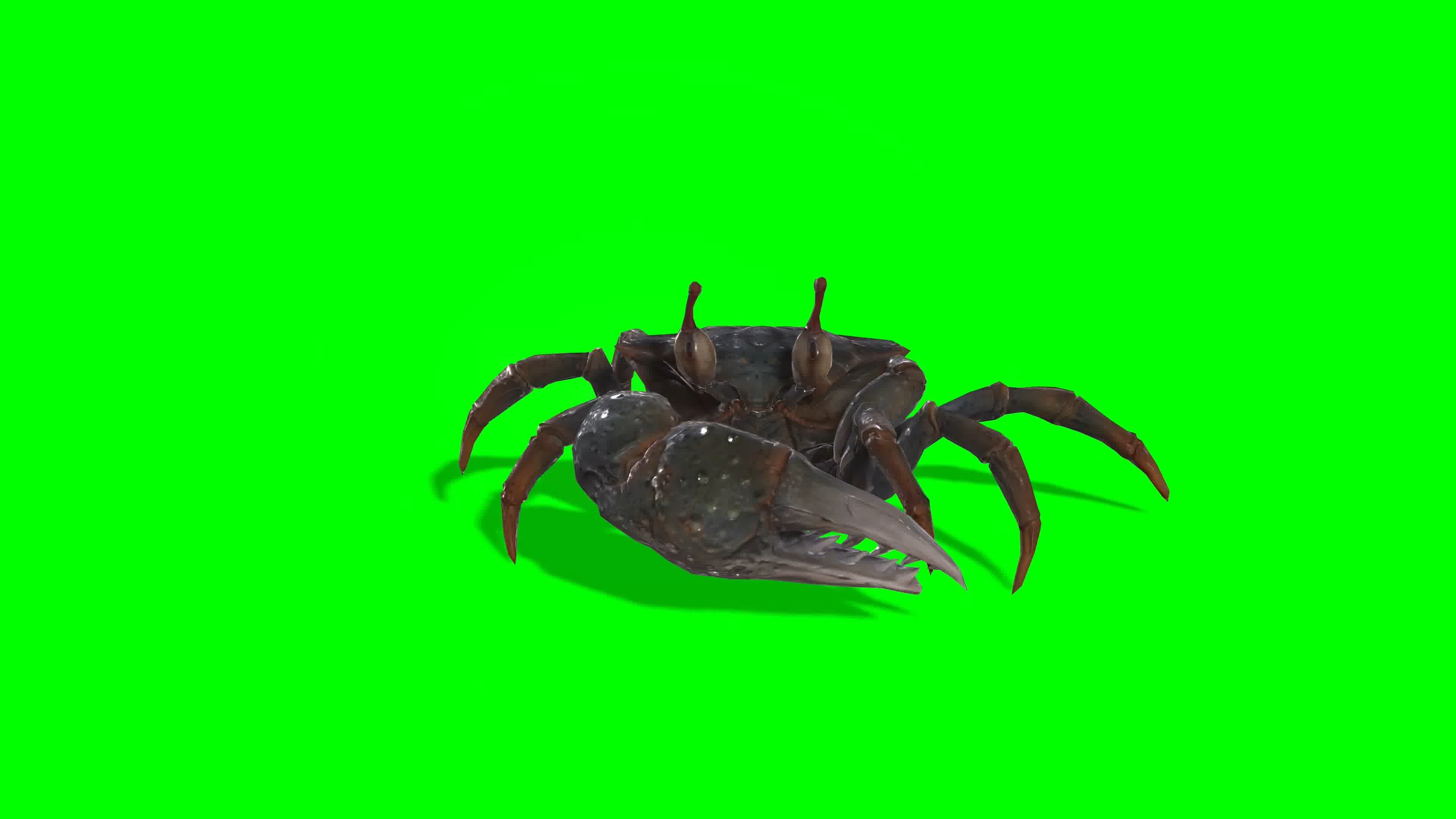 螃蟹多视角，侧前后顶拍