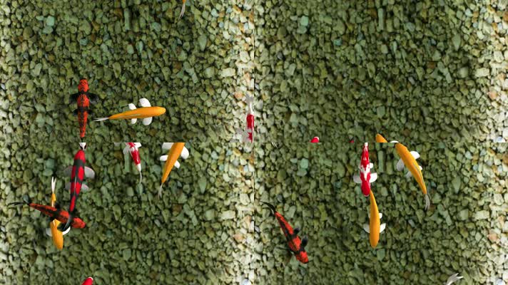 3D锦鲤地面天幕投影