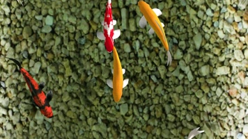 3D锦鲤地面天幕投影