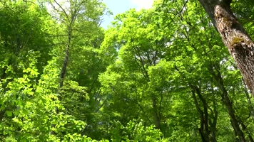 唯美自然 青山绿水