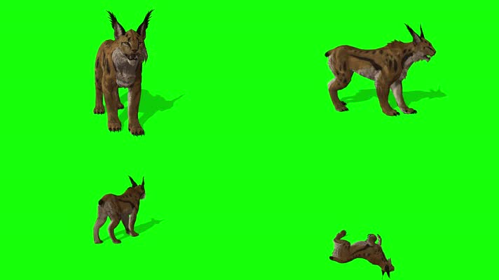 猞猁多角度，侧前后顶拍