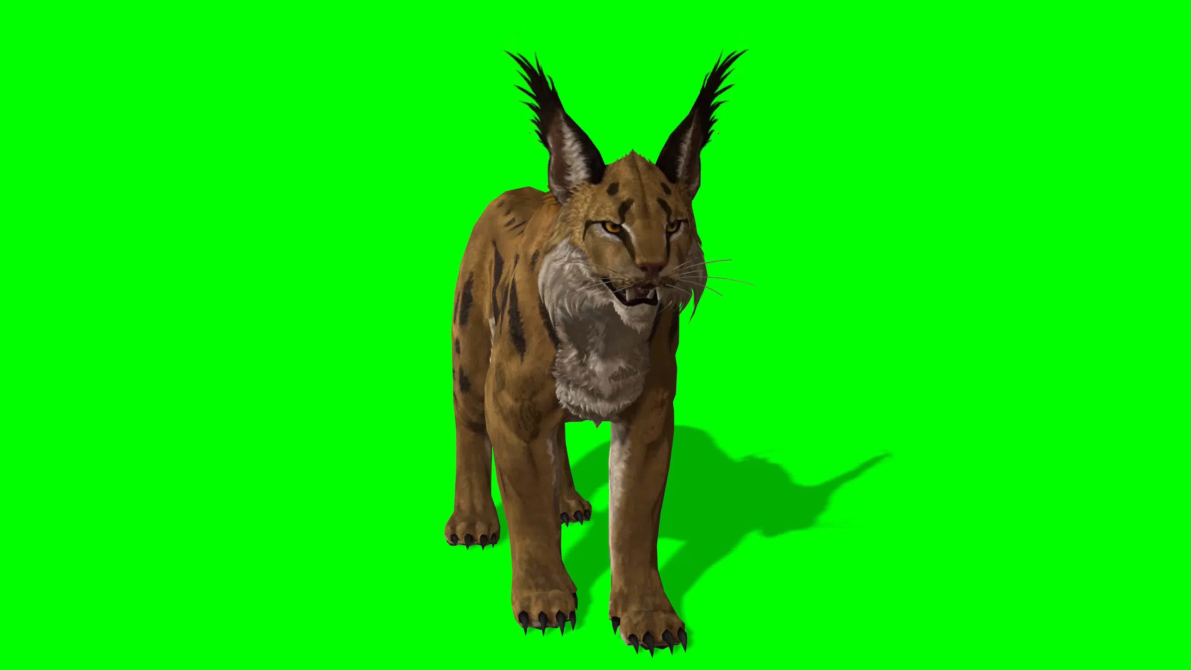 猞猁多角度，侧前后顶拍