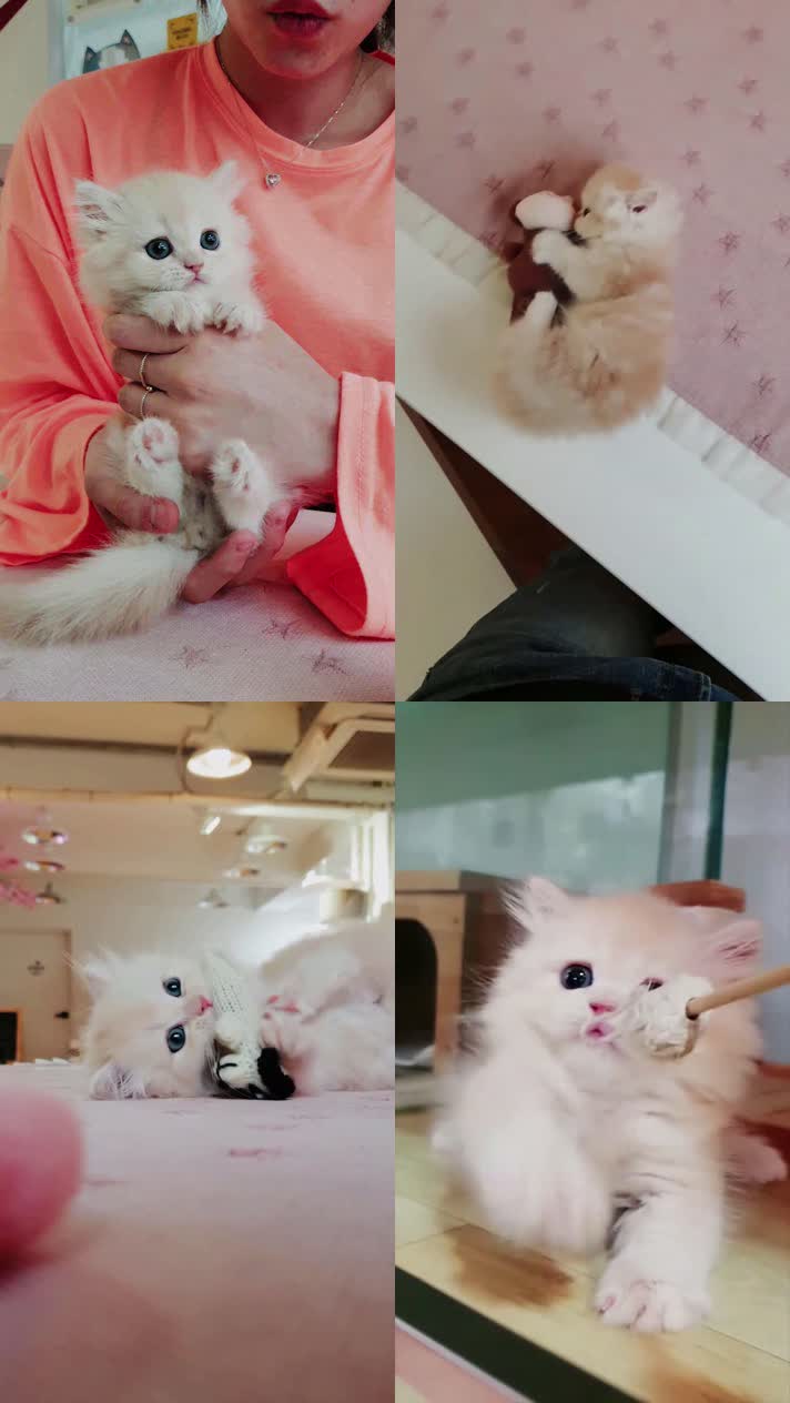 小猫竖屏，动物竖屏手机视频手机竖屏