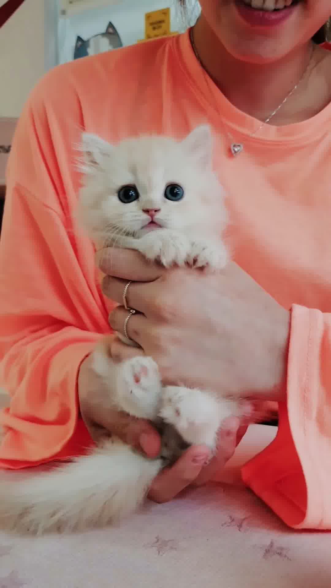 小猫竖屏，动物竖屏手机视频手机竖屏