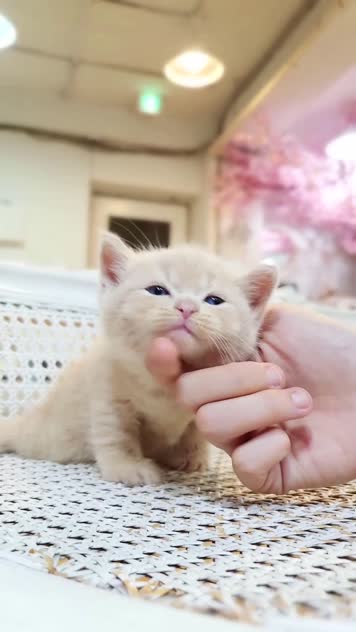 小猫竖屏，动物竖屏手机视频手机竖屏