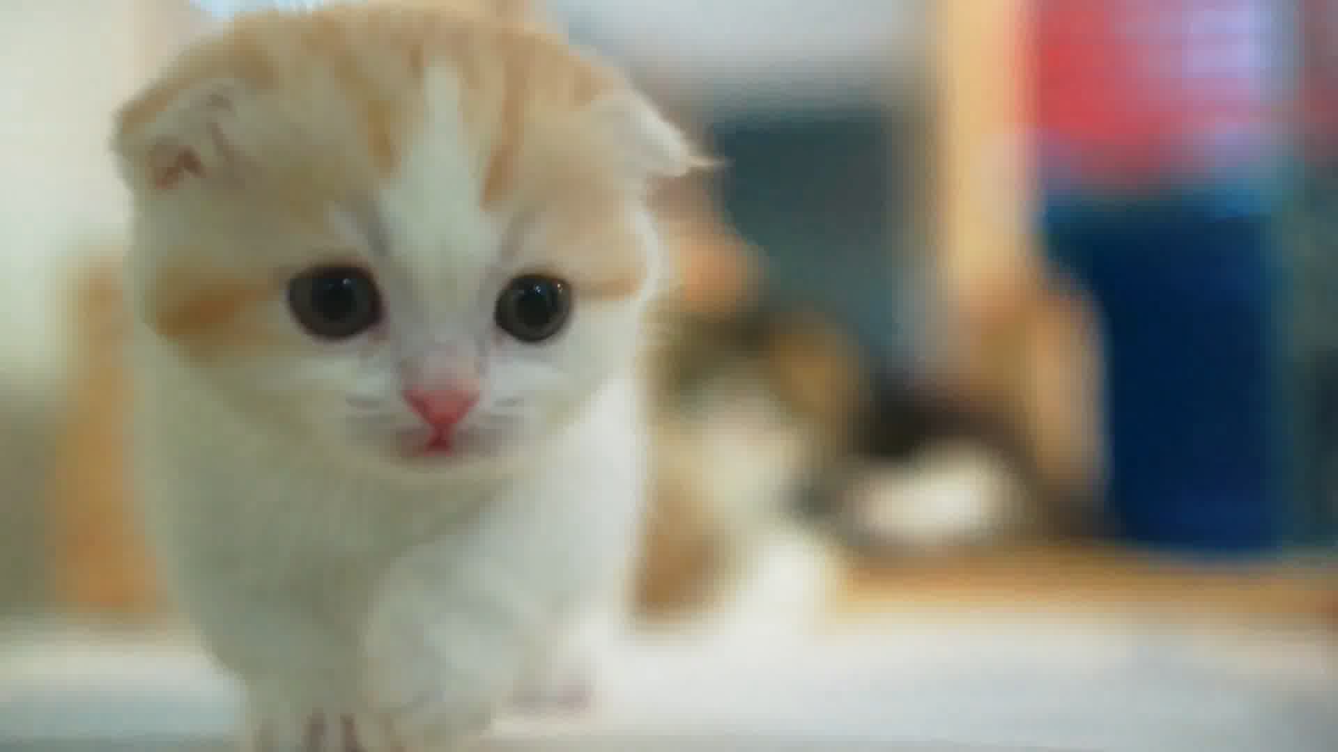 可爱小猫18，折耳猫