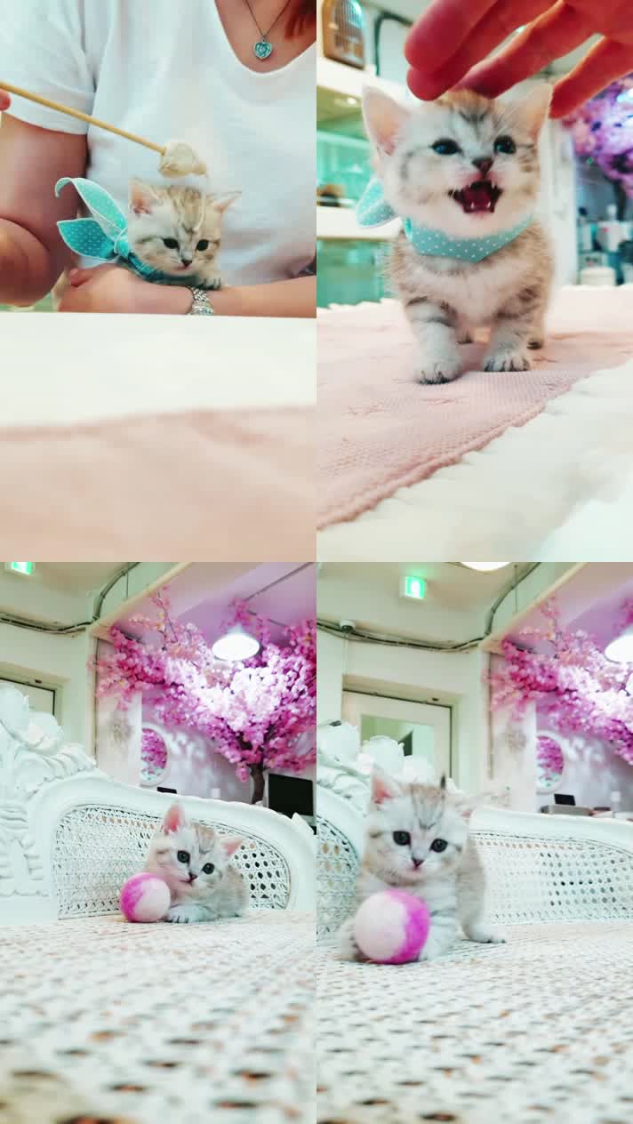 小猫竖屏，动物竖屏手机视频手机竖屏