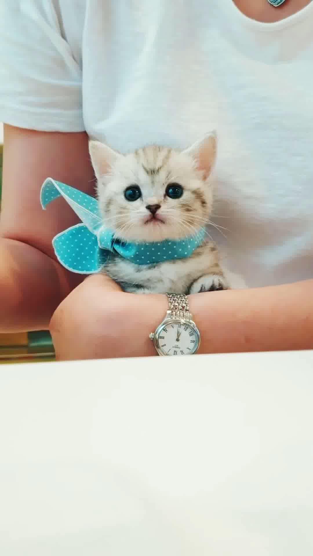 小猫竖屏，动物竖屏手机视频手机竖屏